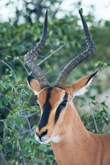 Black faced impala