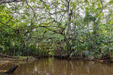 A beauty of the Klong SangNeh  Which is known as the little Amazon of Thailand