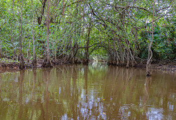 A beauty of the Klong SangNeh  Which is known as the little Amazon of Thailand