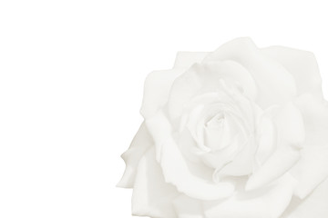 Beautiful white rose on white