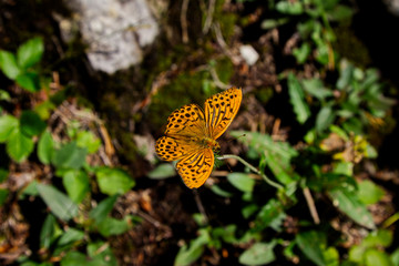 Schmetterling in Nahaufnahme auf einem Blatt