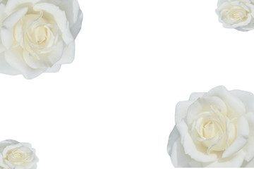 Several white roses on white