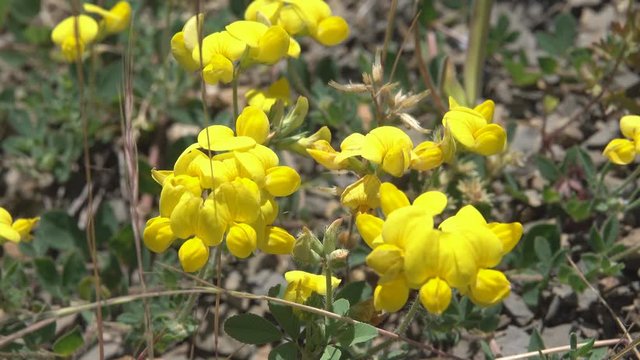 Birds-foot trefoil (babies or ladyfinger, Lotus corniculatus) on a mountain meadow, exceptionally good honey plant (nectariferous), North Caucasus