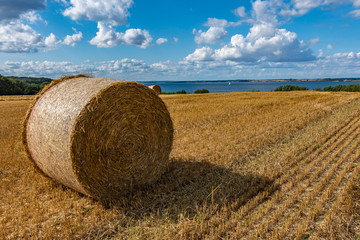 Stroballe an der Ostsee