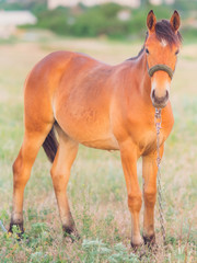 Fototapeta premium brown horse with black hair portrait in summer field