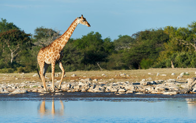 Giraffe (Giraffa camelopardalis) at a waterhole.