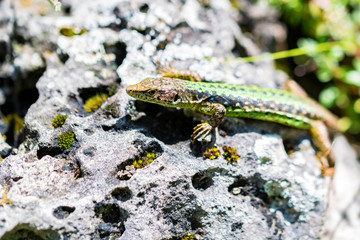 Caucasian lizard or Darevskia caucasica on stone close up