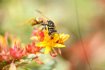 Gallische Feldwespe - Wespe sitzend auf Blüte ( Polistes dominula, gallica)