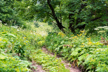 View of path in summer forest with lush wild vegetation on sides on sunny day