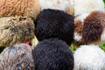 Warm fur hats for sale in outdoors market