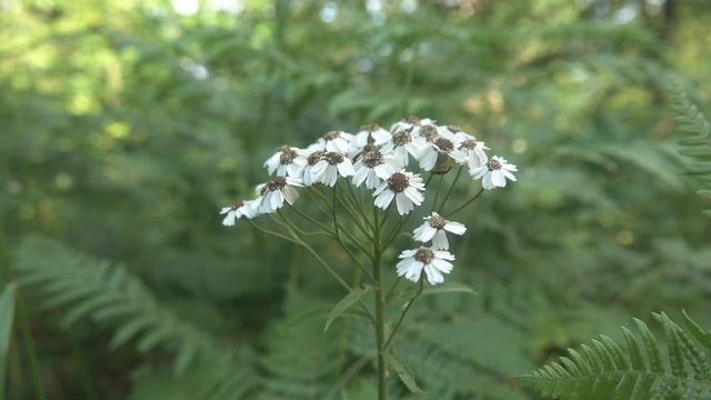 Achillea ptarmica ballerina many white flowers with green leaves