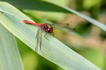 Ruddy darter on a leaf