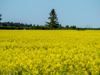 Obraz premium yellow rape field 