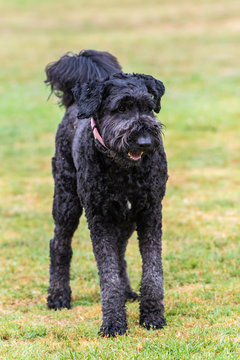 Black American Standard Poodle dog standing on grass at park with attention and eyes straight ahead.