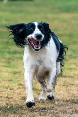 Brittnay Spaniel dog jogging across grass at park with open mouth and tongue hanging out.
