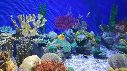 Coral
