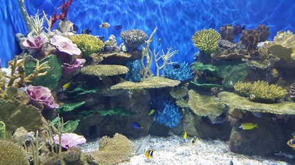 Naklejka na ściany i meble aquarium