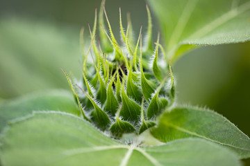 Detailed Green Summer Sunflowers Buds in the Front Garden