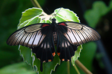 Fototapeta premium Schmetterling auf einem Blatt