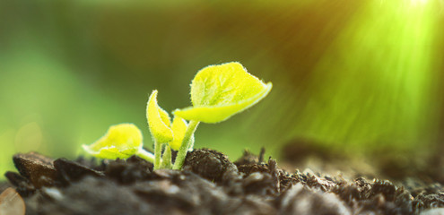 Young Plant Growing In Sunlight