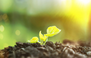 Young Plant Growing In Sunlight