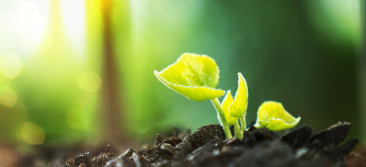 Young Plant Growing In Sunlight
