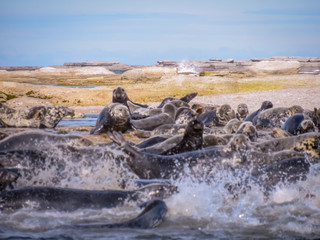 Earless Seals Getting in Water © MarieLaure
