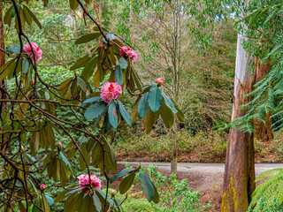 Rhododendron Tree