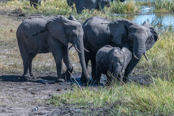 Elephant mud bath and dusting