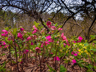 Dandenongs Helleborus