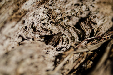Texture of broken trunk close up