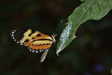 insects