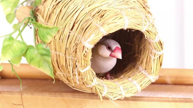 壺巣の中のシルバー文鳥のメス