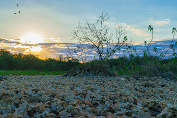 Atardecer en una Laguna de Campo