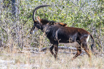 Sable antelope