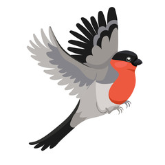 Bullfinch bird Isolated on a white background. Vector graphics