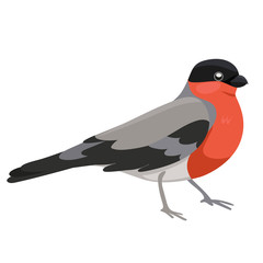 Bullfinch bird Isolated on a white background. Vector graphics