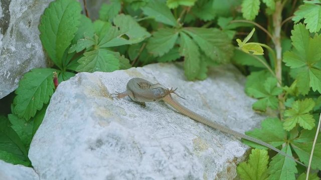 Lacerta agilis lizard detail in Dalmatia
