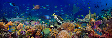 underwater coral reef landscape wide 3to1 panorama background  in the deep blue ocean with colorful fish sea turtle marine wild life