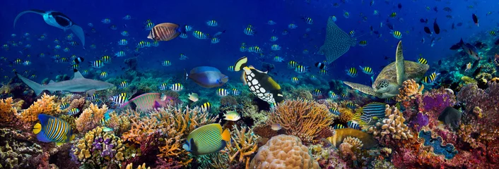 Fototapeten Unterwasser-Korallenrifflandschaft breiter 3to1-Panoramahintergrund im tiefblauen Ozean mit bunten Fischen Meeresschildkröten Meerestiere © stockphoto-graf
