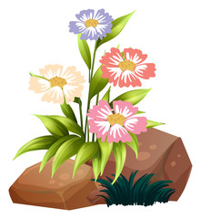 Colorful flowers and rocks on white background