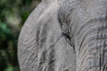 Elephant eyelashes