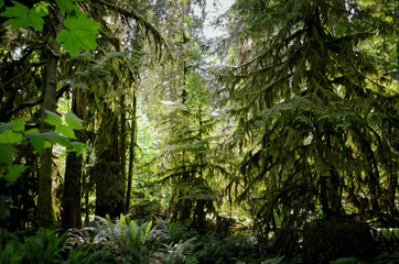 Lush green of Giant Trees Rainforest in the Cathedral Grove on Vancouver Island, MacMillan Provincial Park Canada
