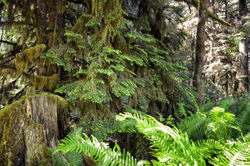 Lush green of Giant Trees Rainforest in the Cathedral Grove on Vancouver Island, MacMillan Provincial Park Canada