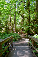 forest trail among lush greenery of a forest from Giant Trees at Rainforest in the Cathedral Grove...