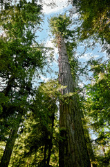 Lush green of Giant Trees Rainforest in the Cathedral Grove on Vancouver Island, MacMillan Provincial Park Canada