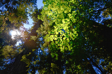 sunlight shines through the green branches of maple in a rainforest in the Cathedral Grove on Vancouver Island, Vancouver Island, MacMillan Provincial Park Canada