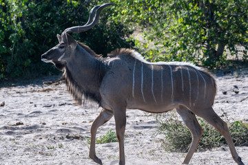 Kudu lateral view