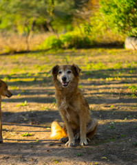 Perros de Campo, Mascotas