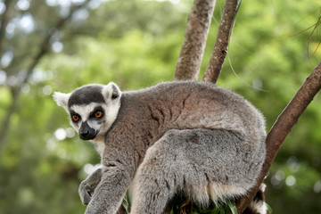 Curious lemur in a tree